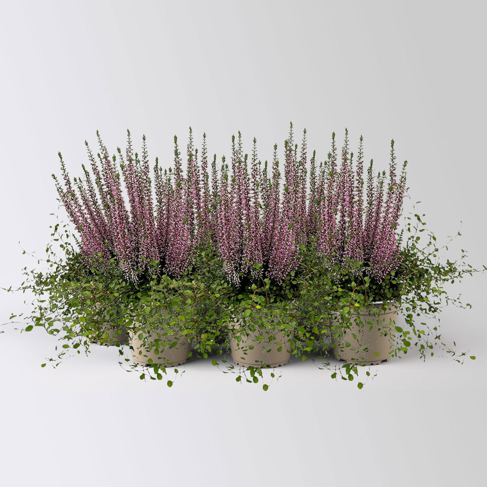 Knospenheide & Mühlenbeckia Duo, lila, Topf-Ø 13 cm, 6 Pflanzen