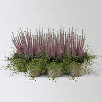 Knospenheide & Mühlenbeckia Duo, lila, Topf-Ø 13 cm, 6 Pflanzen