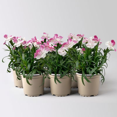 Dianthus 'Pink & Proud®' Mini weiß-pik, Topf-Ø 7 cm, 6 Pflanzen
