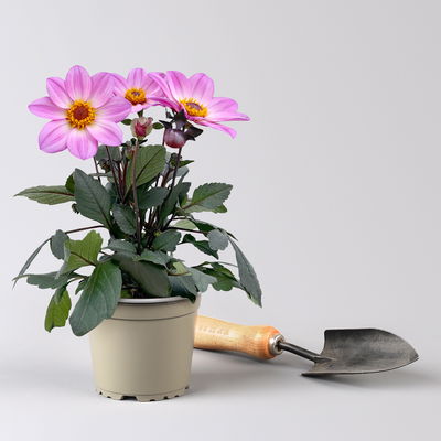 Dahlie bienenfreundlich, Farbe zufällig, Topf-Ø 14 cm, 4 Pflanzen