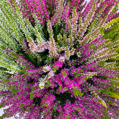 Knospenheide 'High Five®' fünffarbig, Schalen-Ø 23 cm Knospenheide 'High Five®' fünffarbig, Schalen-Ø 23 cm