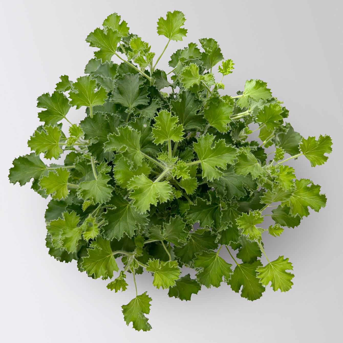 Duftgeranie 'Freshfruity® Lemon Fresh', Topf-Ø 12 cm, 6 Pflanzen