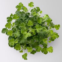 Duftgeranie 'Freshfruity® Lemon Fresh', Topf-Ø 12 cm, 6 Pflanzen