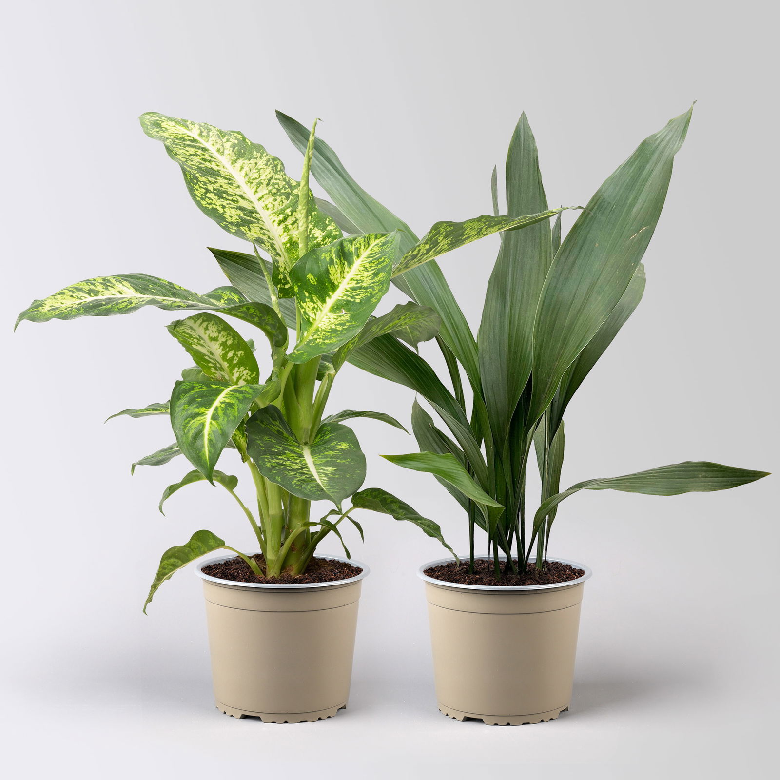 Grünpflanzen-Set Schatten-Duo, Topf-Ø 17 cm, 2 Pflanzen