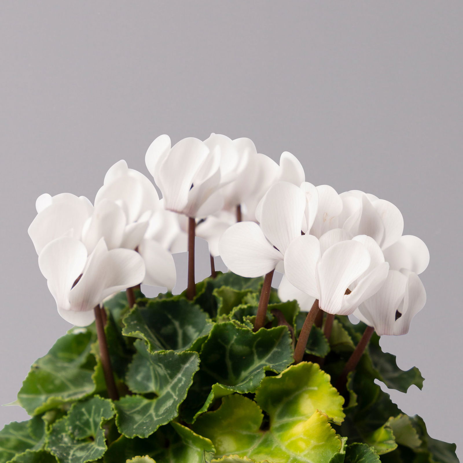 Alpenveilchen, weiß, Topf-Ø 10,5 cm, Höhe ca. 23 cm, 6er-Set
