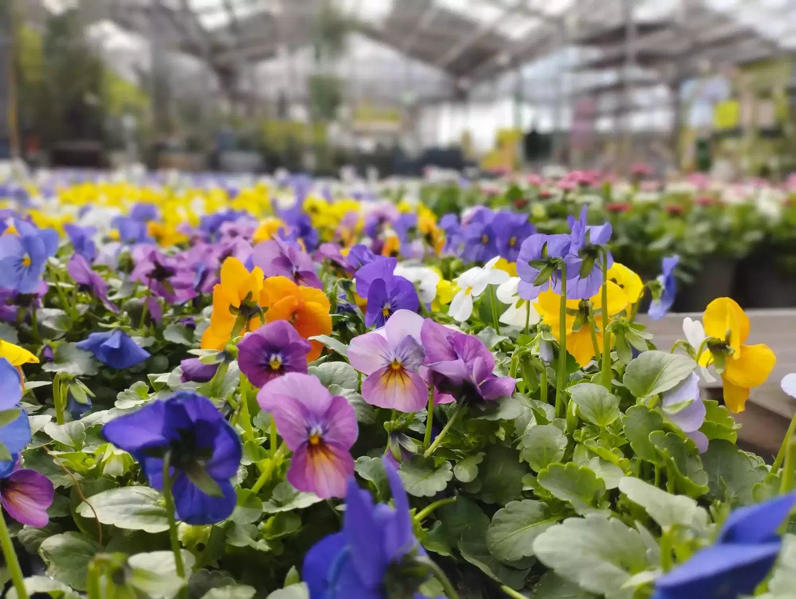 Frühling im Gartencenter mit Hornveilchen