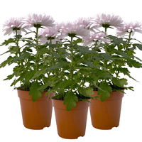 Chrysantheme 'Chrysanne® Zembla Next Pink' rosa, großbl., Topf-Ø 13 cm, 3er-Set