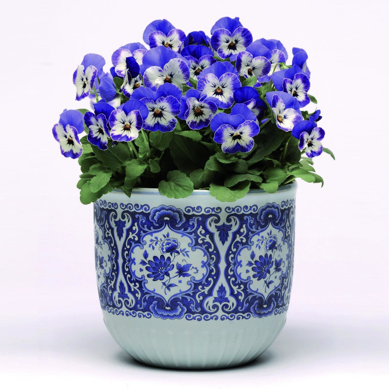 Hornveilchen 'Sorbet XP Delft Blue' blau-weiß, Topf-Ø 13 cm, 6 Pflanzen