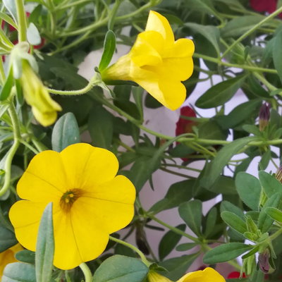 Zauberglöckchen 'Tropicana', blau-rot-gelb, Ampeltopf-Ø 27 cm