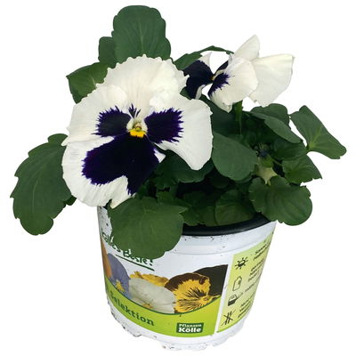 Stiefmütterchen, weiß, Sorte zufällig, Topf-Ø 13 cm, 6 Pflanzen Stiefmütterchen, weiß, Sorte zufällig, Topf-Ø 13 cm, 6 Pflanzen