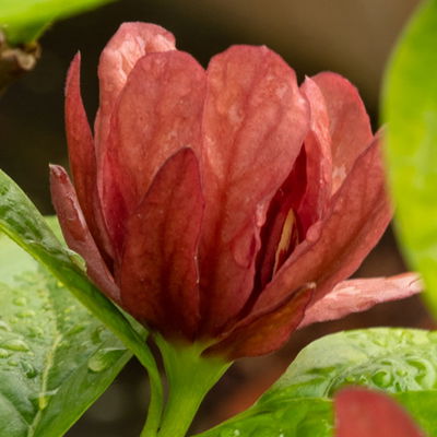 Gewürzstrauch-Set Rot-Weiß, 2er-Set, Höhe 60-80 cm, Topf 7,5 Liter Gewürzstrauch-Set Rot-Weiß, 2er-Set, Höhe 60-80 cm, Topf 7,5 Liter