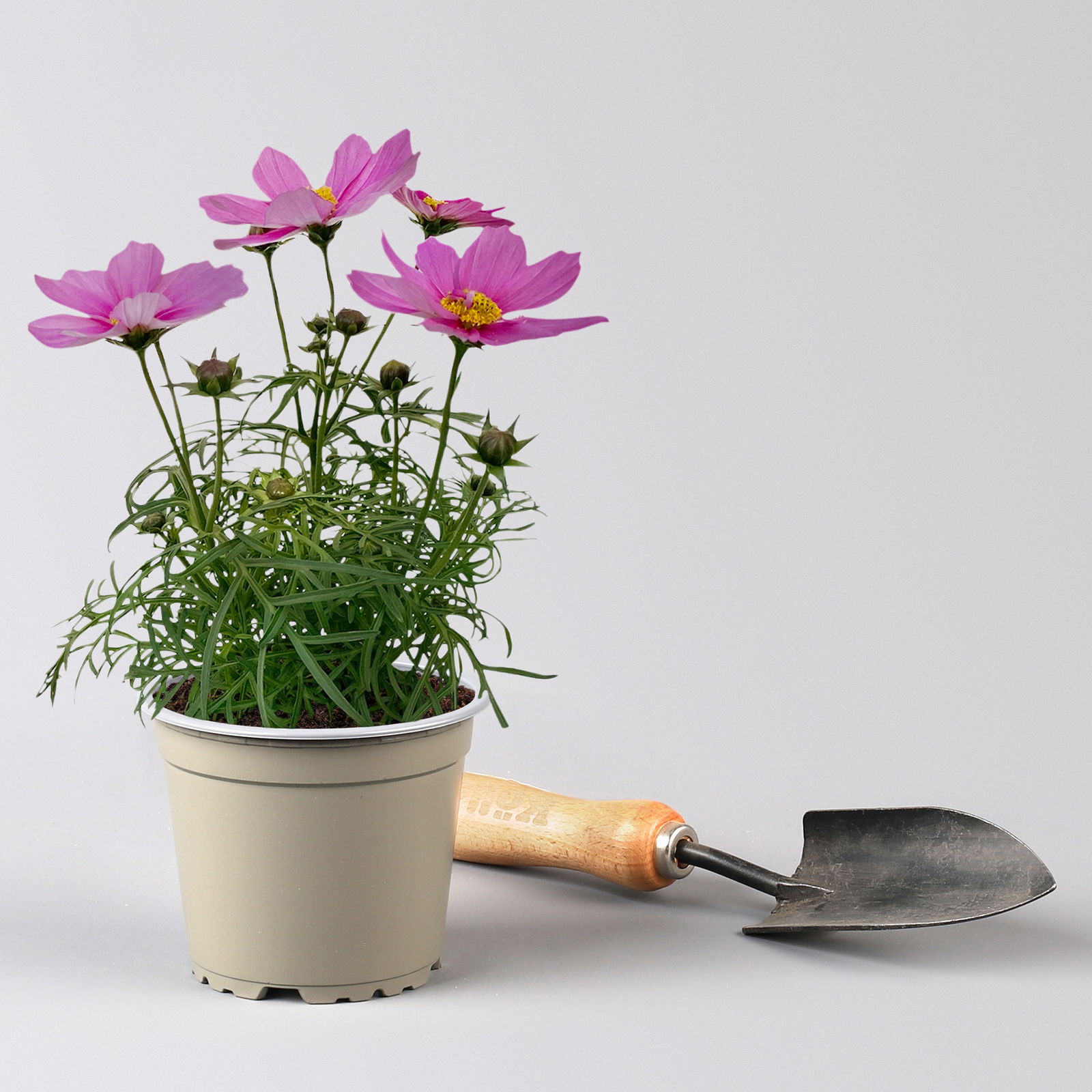 Cosmea rosa, Topf-Ø 13 cm, Höhe ca. 25 cm, 6er-Set