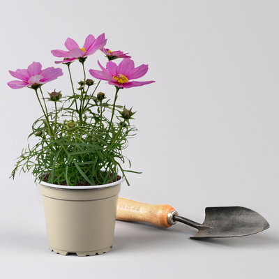 Cosmea, rosa, Topf-Ø 13 cm, Höhe ca. 25 cm, 6 Pflanzen