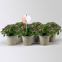 Duftgeranie 'Angel Aroma®Jady®', pink-bordeaux, Topf-Ø 12 cm, 6 Pflanzen