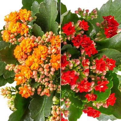 Kalanchoe 'Calandiva'®, rot&orange, Topf-Ø 12 cm, Höhe ca. 20-30 cm, 6er-Set Kalanchoe 'Calandiva'®, rot&orange, Topf-Ø 12 cm, Höhe ca. 20-30 cm, 6er-Set