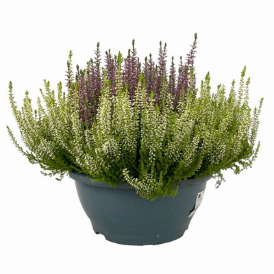 Knospenheide 'Colour Crown', zweifarbig, Farbe zufällig, Schale-Ø 23 cm