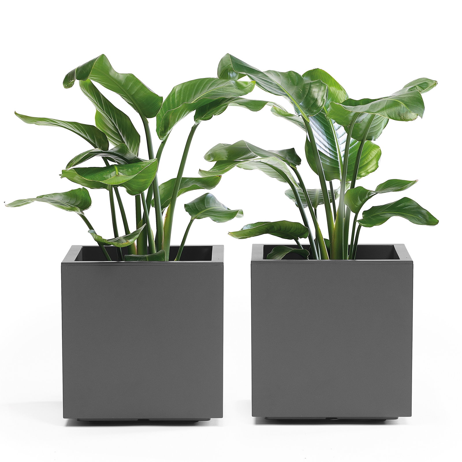 Euro 3 Plast Pflanzkasten 'Kebe', anthrazit, ca. 39,5 x 39,5 x H 39,5 cm