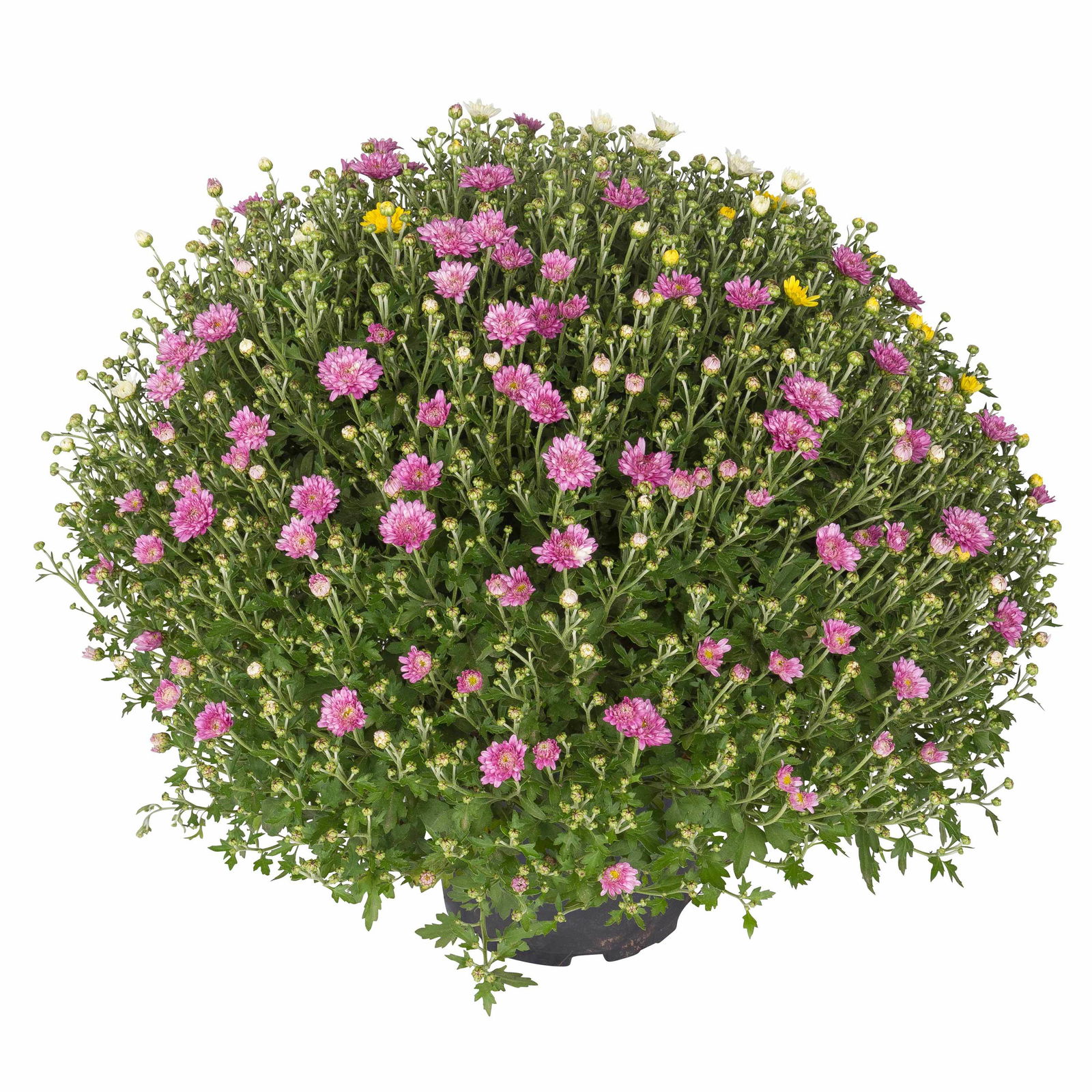 Chrysanthemen-Busch 'Trio', gelb-weiß-lila, Topf-Ø 19 cm, 2er-Set