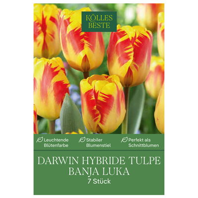 Darwin Hybride-Tulpen 'Banja Luka', Gelb & Rot, 7 Blumenzwiebeln