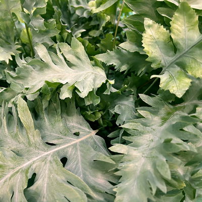 Phlebodium aureum 'Davana', in Ampeltopf-Ø 20 cm