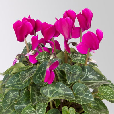 Pflanzenkreation Bunter Herbst, 6 Pflanzen Pflanzenkreation Bunter Herbst, 6 Pflanzen