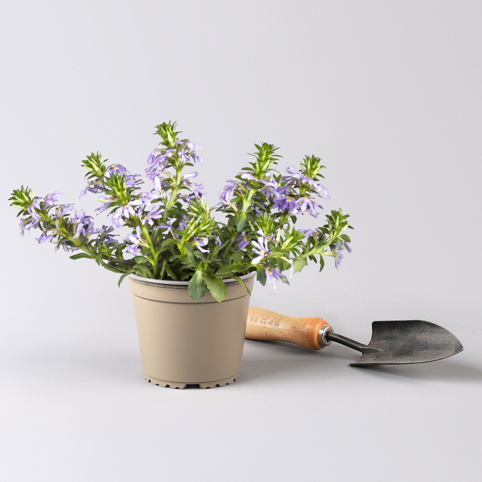 Fächerblume 'Touch™ Indigo' blau, Topf-Ø 12/14 cm, 4er-Set