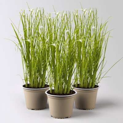 Rhynchospora colorata 'Sternentänzergras', Topf-Ø 13 cm, 3 Pflanzen