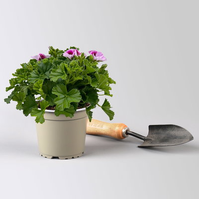 Geranie 'Angel® Lexi®', rosa, Topf-Ø 12cm, 6 Pflanzen