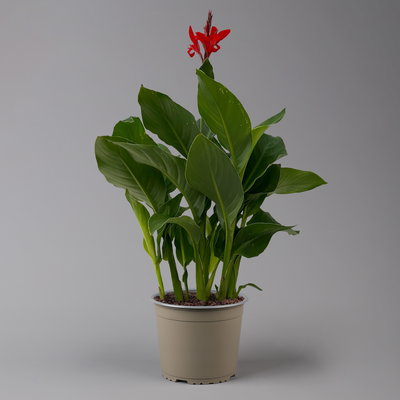 Canna 'Kreta, rot, Topf-Ø 17 cm, 2 Pflanzen