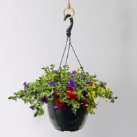 Zauberglöckchen 'Tropicana', blau-rot-gelb, Ampeltopf-Ø 27 cm