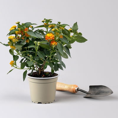 Wandelröschen, orange, Topf-Ø 12 cm, 6 Pflanzen