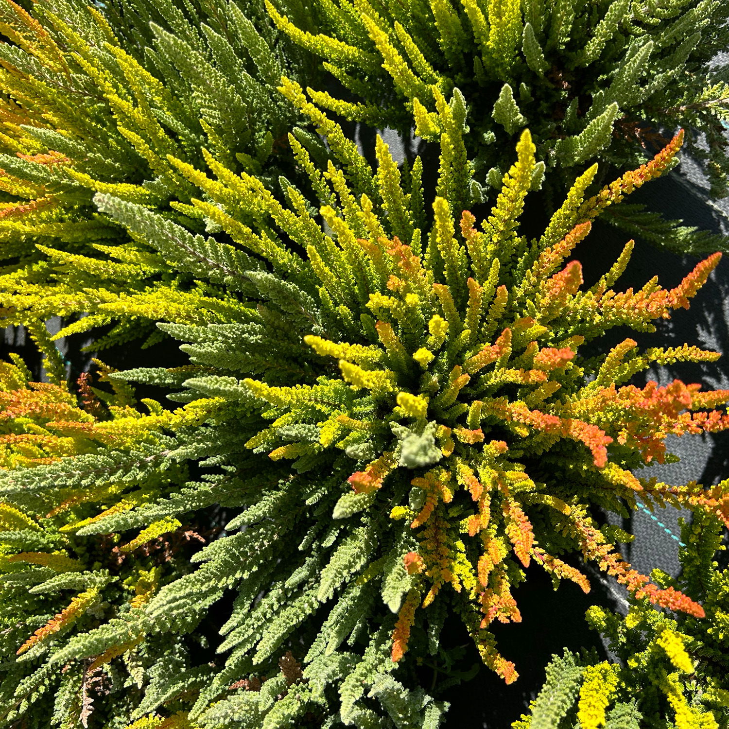 Calluna 'SKYLINE® Trio', gelb-orange-mint, Topf-Ø 13 cm, 3 Pflanzen