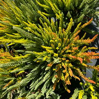 Calluna 'SKYLINE® Trio', gelb-orange-mint, Topf-Ø 13 cm, 3 Pflanzen