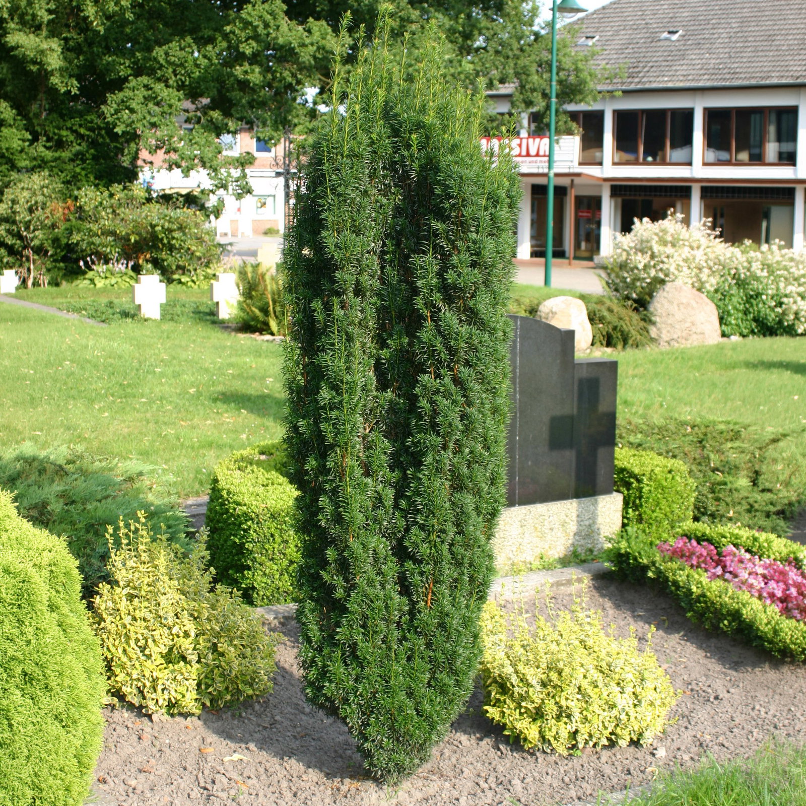 3er-Set Grüne-Säuleneibe, Taxus baccata "Fastigiata Robusta", Höhe 40-50 cm