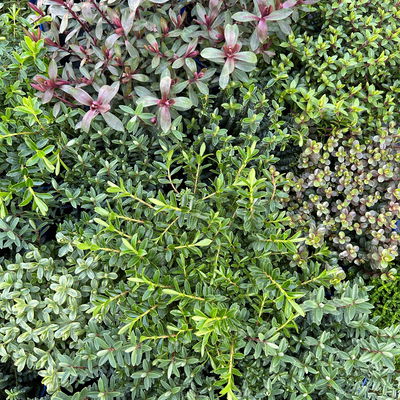 Grabbepflanzung Frühling grün-weiß, 12 Pflanzen