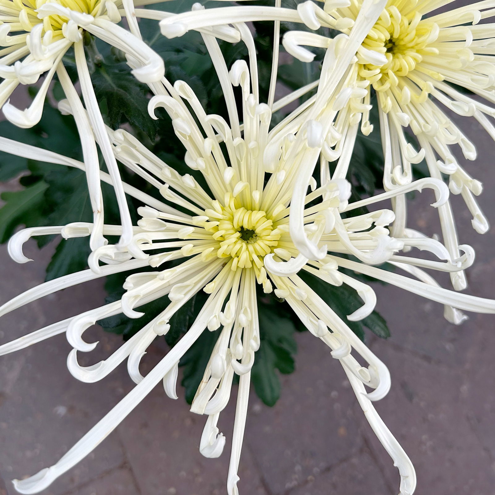 Chrysantheme 'Chrysanne® Fireworks Cream', creme, Topf-Ø 13 cm, 3 Pflanzen