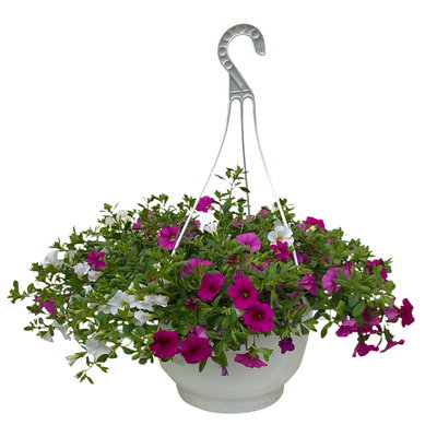 Zauberglöckchen 'Pink Paradise', rosa-pink-weiß, Ampeltopf-Ø 27 cm