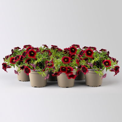 Zauberglöckchen 'Special Red Kiss', rot, Topf-Ø 13 cm, 6 Pflanzen Zauberglöckchen 'Special Red Kiss', rot, Topf-Ø 13 cm, 6 Pflanzen