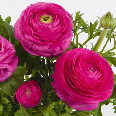 Pflanzenkreation Bunter Frühling, 9 Pflanzen inkl. Erde & Dünger