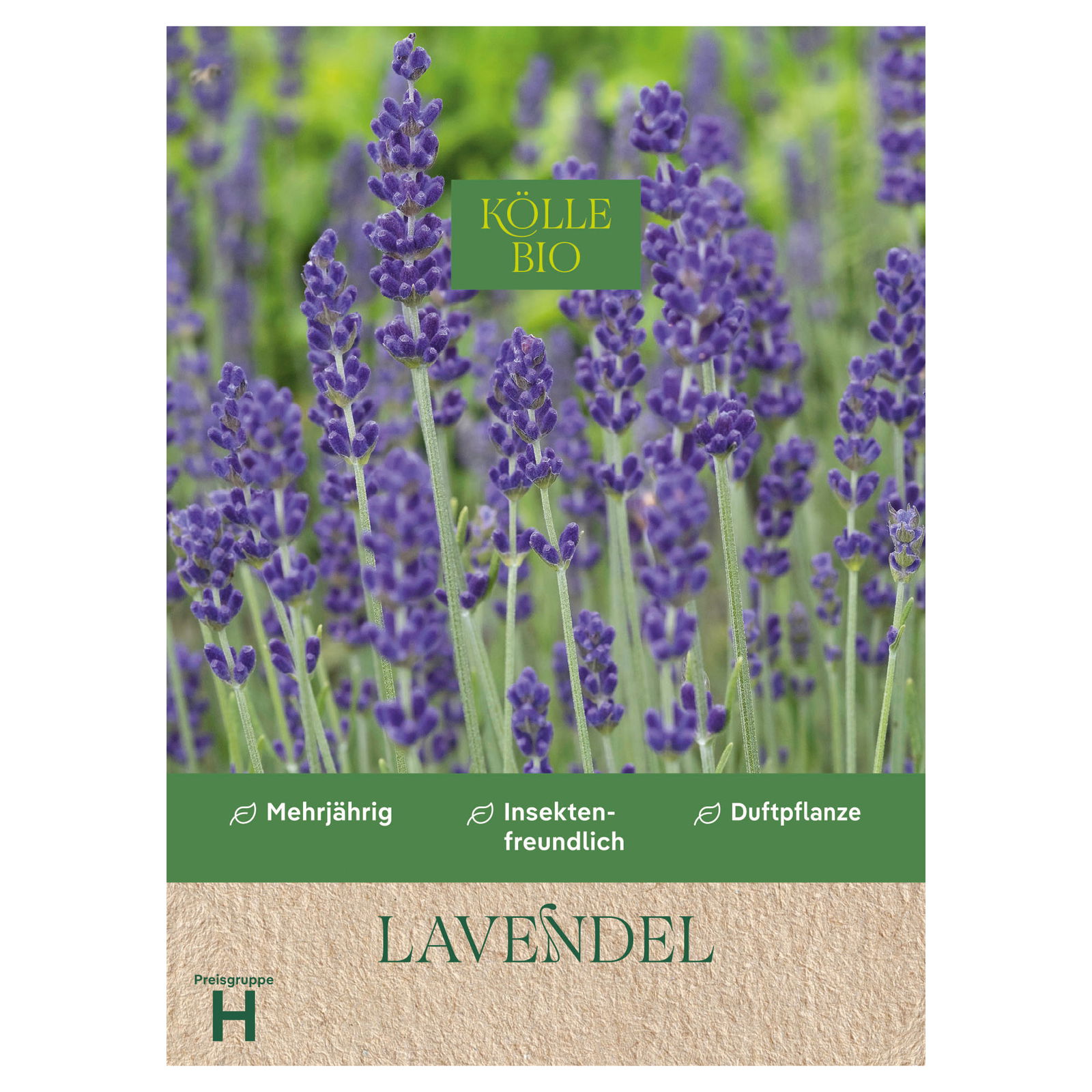 Kölle Bio Saatgut Lavendel, lila