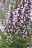 Katzenminze Arten Grandiflora