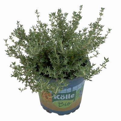 Bio Orangenthymian, Topf-Ø 12cm Bio Orangenthymian, Topf-Ø 12cm