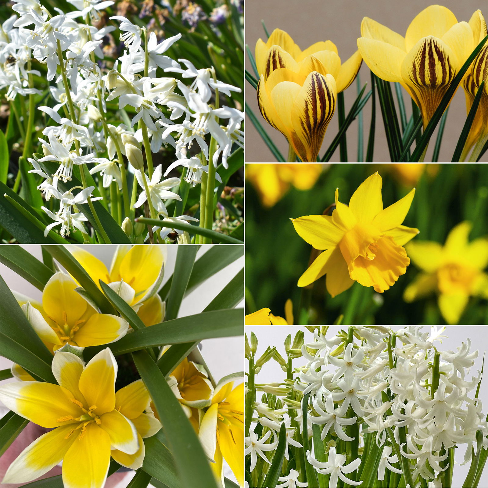 Zwiebelpflanzen-Set Frühlingsbote, gelb-weiß, 9 Pflanzen Zwiebelpflanzen-Set Frühlingsbote, gelb-weiß, 9 Pflanzen