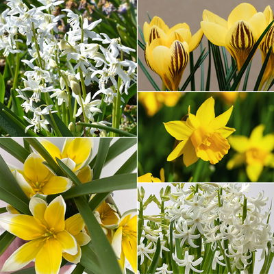 Zwiebelpflanzen-Set Frühlingsbote, gelb-weiß, 9 Pflanzen Zwiebelpflanzen-Set Frühlingsbote, gelb-weiß, 9 Pflanzen