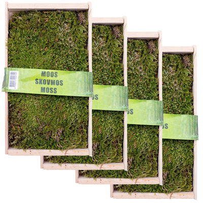 Waldmoos in der Holzkiste, ca. 25x13x7 cm, 4er-Set