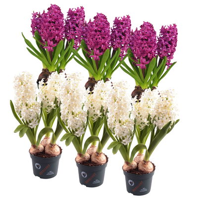 Hyazinthe weiß & lila, vorgetrieben, Topf-Ø 12 cm, 6 Pflanzen
