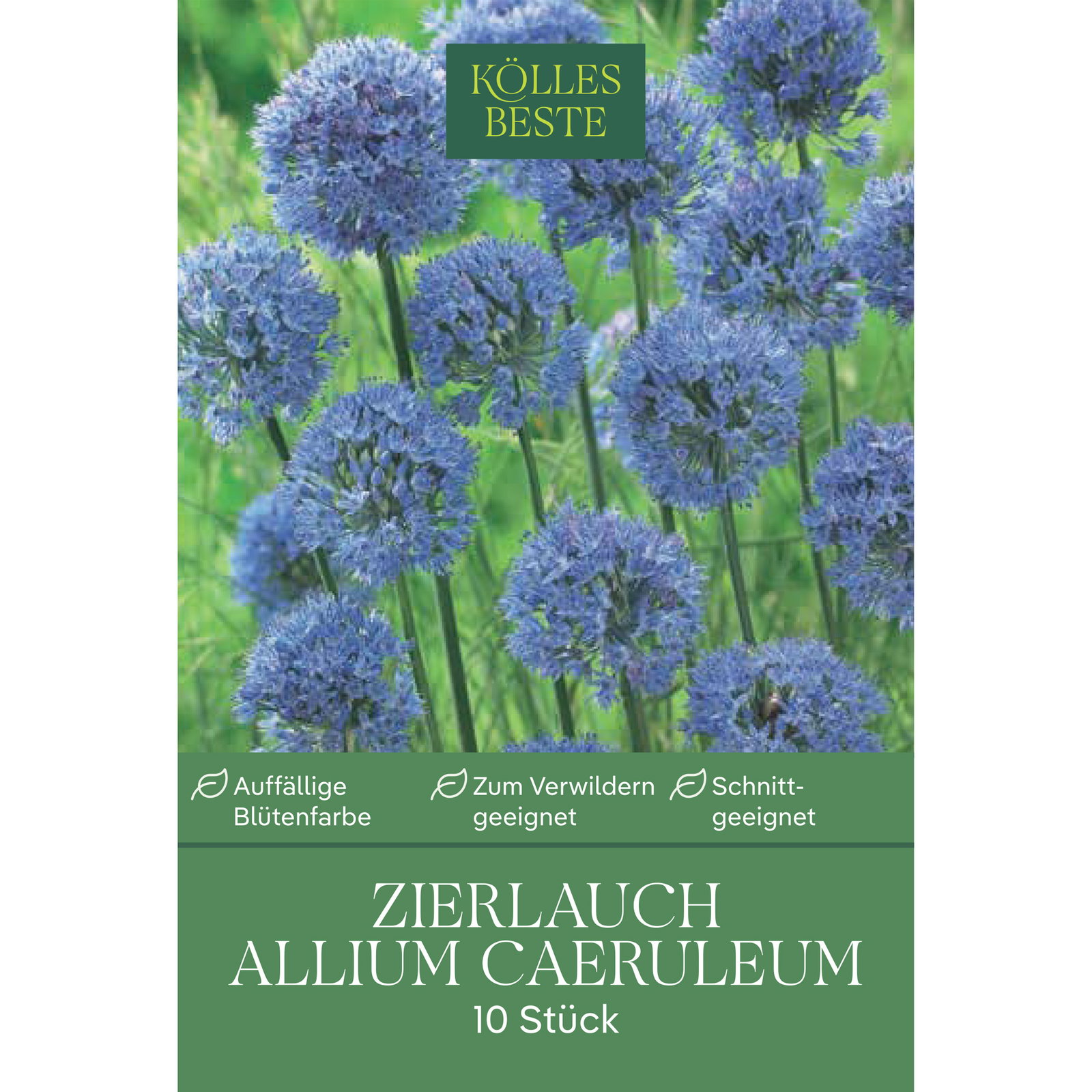 Kölles Beste Zierlauch, Allium Caeruleum, blau, 10 Blumenzwiebeln Kölles Beste Zierlauch, Allium Caeruleum, blau, 10 Blumenzwiebeln