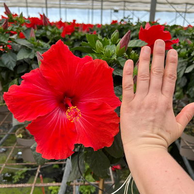 Hibiskus, rot, Stamm, Topf-Ø 17 cm, Höhe ca. 70cm