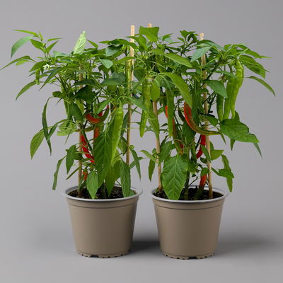 Chilipflanzen 'Pick-&-Joy® Hot Chili Red', Topf-Ø 14 cm, 2 Pflanzen