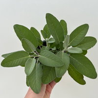 Sunny Herbs® Salbei großblättrig, Topf-Ø 14cm, 6 Pflanzen